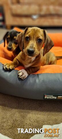 Pure-bred Mini  Dachshund Pup