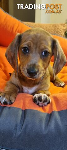 Pure-bred Mini Dachshund Pups