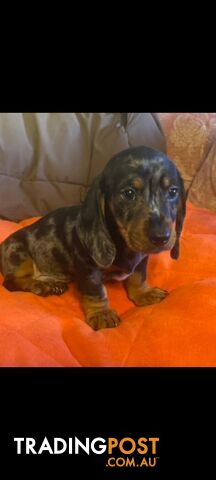 Pure-bred Mini Dachshund Pups