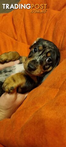 Pure-bred Mini Dachshund Pups