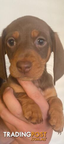 Pure-bred Mini Dachshund Pups