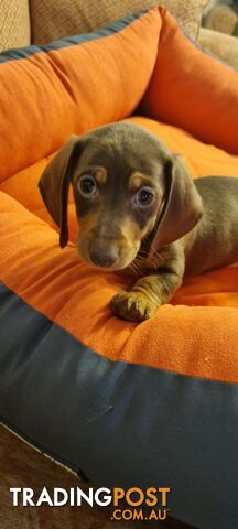 Pure-bred Mini Dachshund Pups