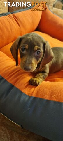 Pure-bred Mini Dachshund Pups