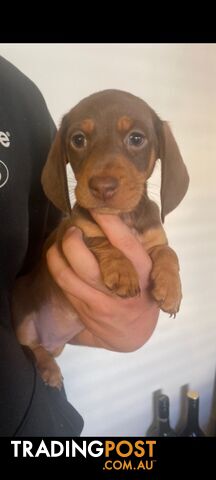 Pure-bred Mini Dachshund Pups