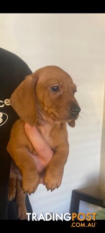 Pure-bred Mini Dachshund Pups