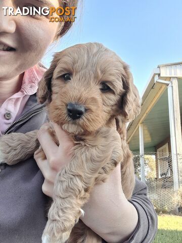 Cavoodle Puppies