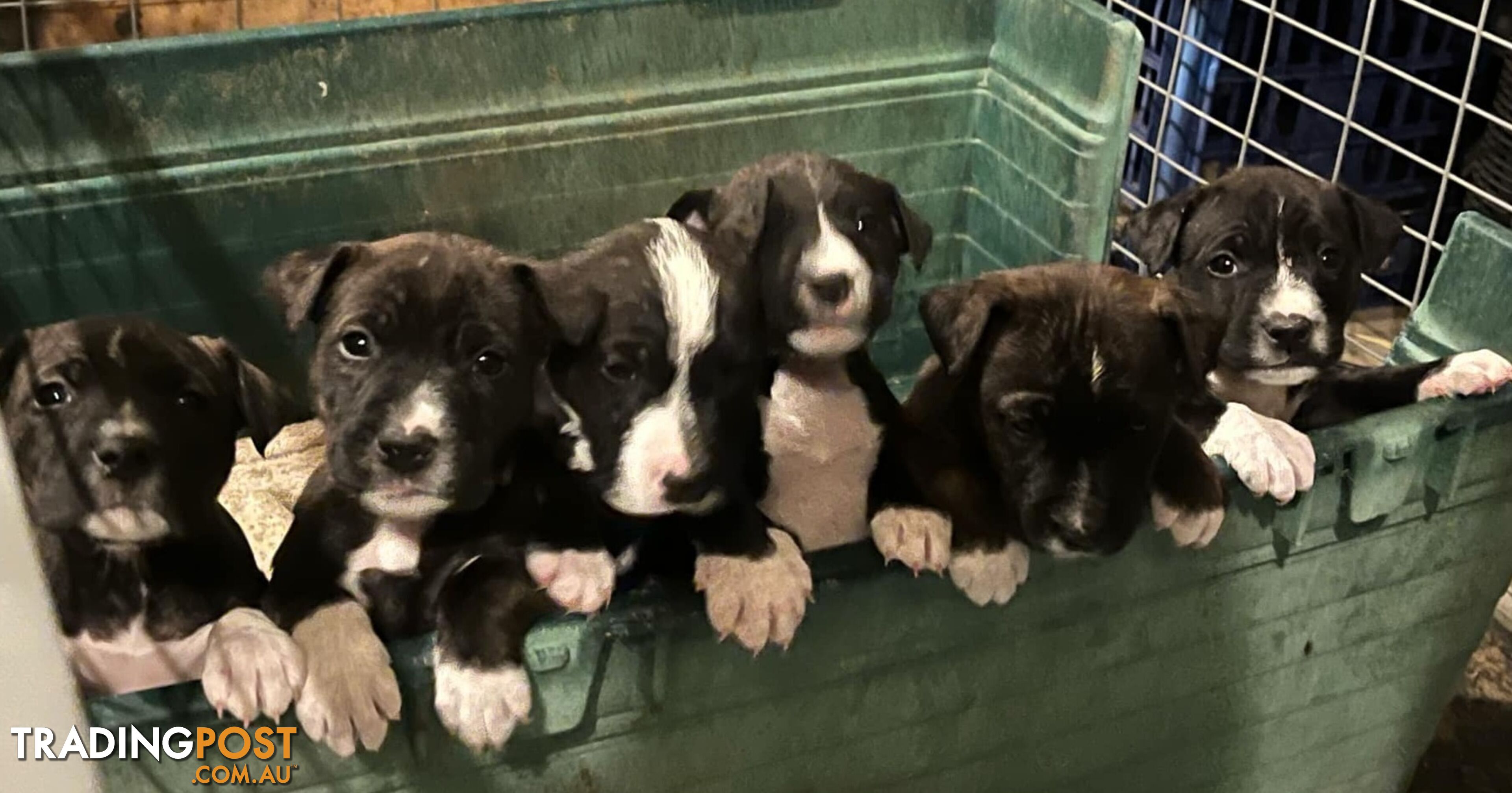 English Bull Terrier X English Blue Staffy Puppies