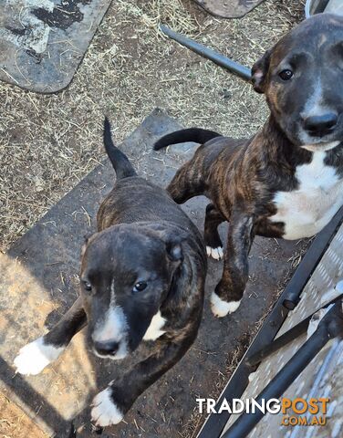 2 PUPS LEFT! English Staffy X English Bull Terrier