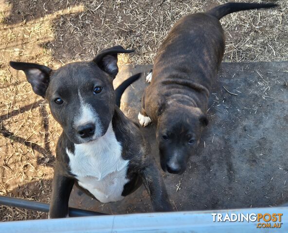 2 PUPS LEFT! English Staffy X English Bull Terrier