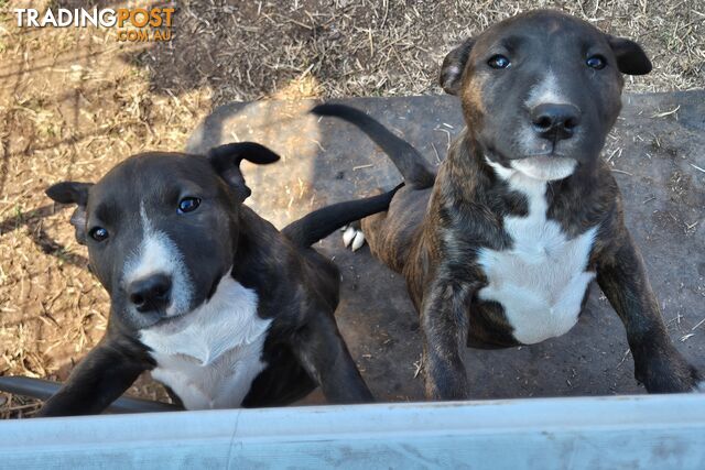 2 PUPS LEFT! English Staffy X English Bull Terrier