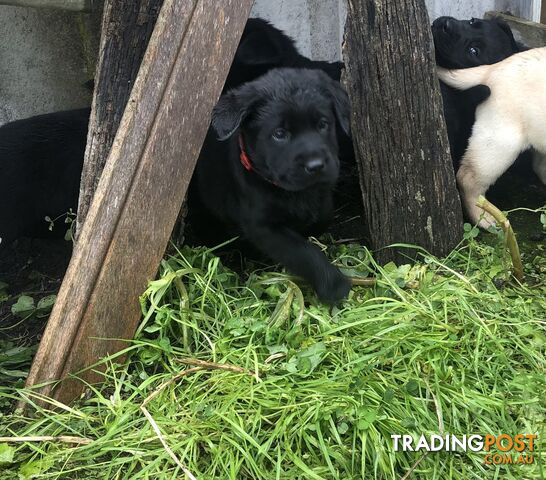 Labrador puppies