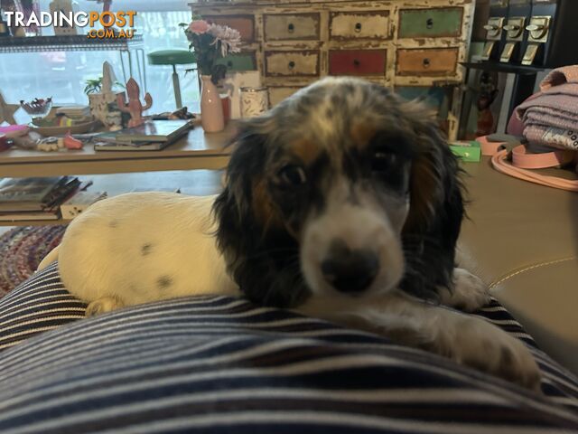 Dashchund Puppies For Sale