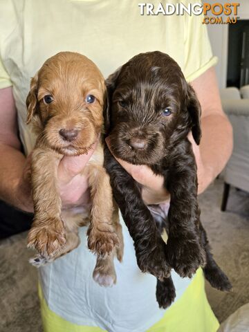 Labradoodles, multi gen, non shed fleece coats, DNA clear, mid size, Townsville