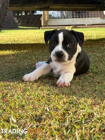 Purebred stuffy pups