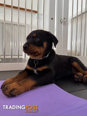 Rottweiler Puppies