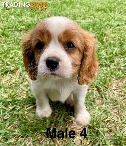 Cavalier King Charles Pedigree males and female