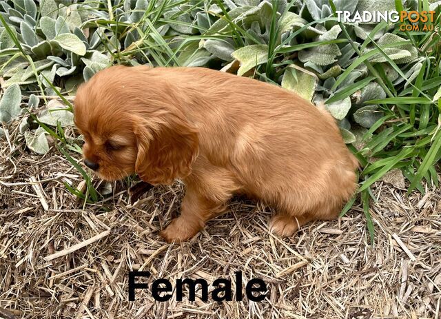 Cavalier King Charles Pedigree males and female