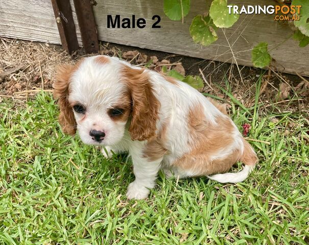 Cavalier King Charles Pedigree males and female