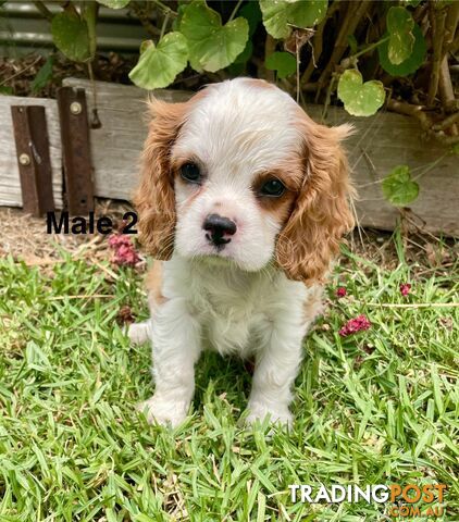 Cavalier King Charles Pedigree males