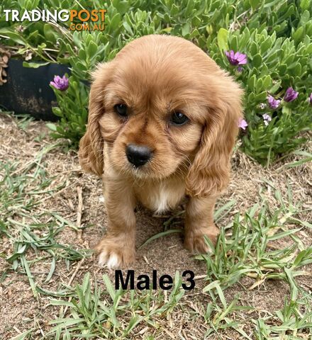 Cavalier King Charles Pedigree males and female