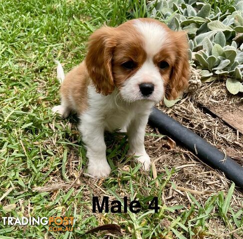 Cavalier King Charles Pedigree males and female