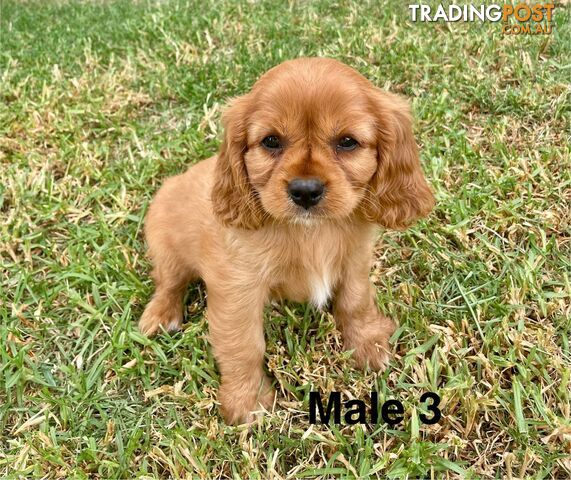 Cavalier King Charles Pedigree males and female