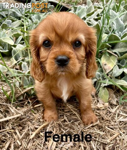 Cavalier King Charles Pedigree males and female