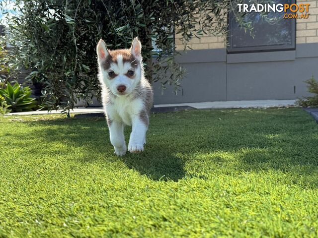 Purebred Siberian Husky Puppies for Sale