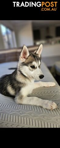 "Enchanting Husky: One-of-a-Kind Pup Seeking Forever Home!"