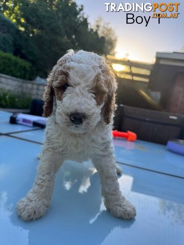 Standard Parti  Poodle Ready For Forever Home