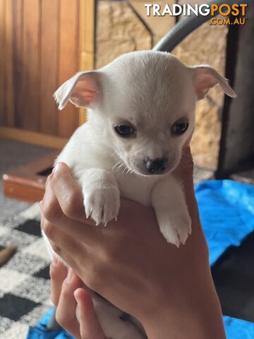 Male smooth coat chihuahuas