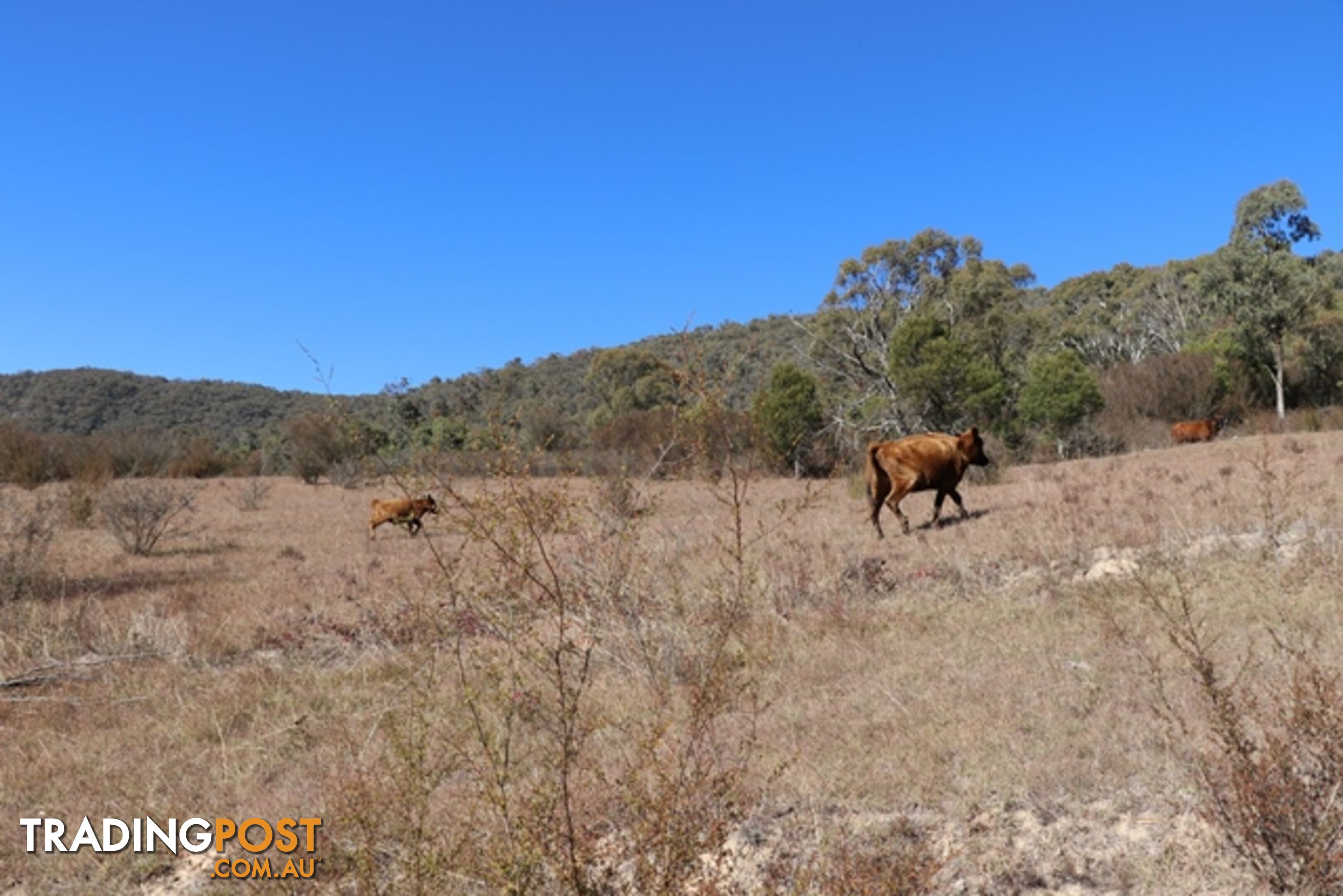 Lot 119 Nottingham Road WEE JASPER NSW 2582