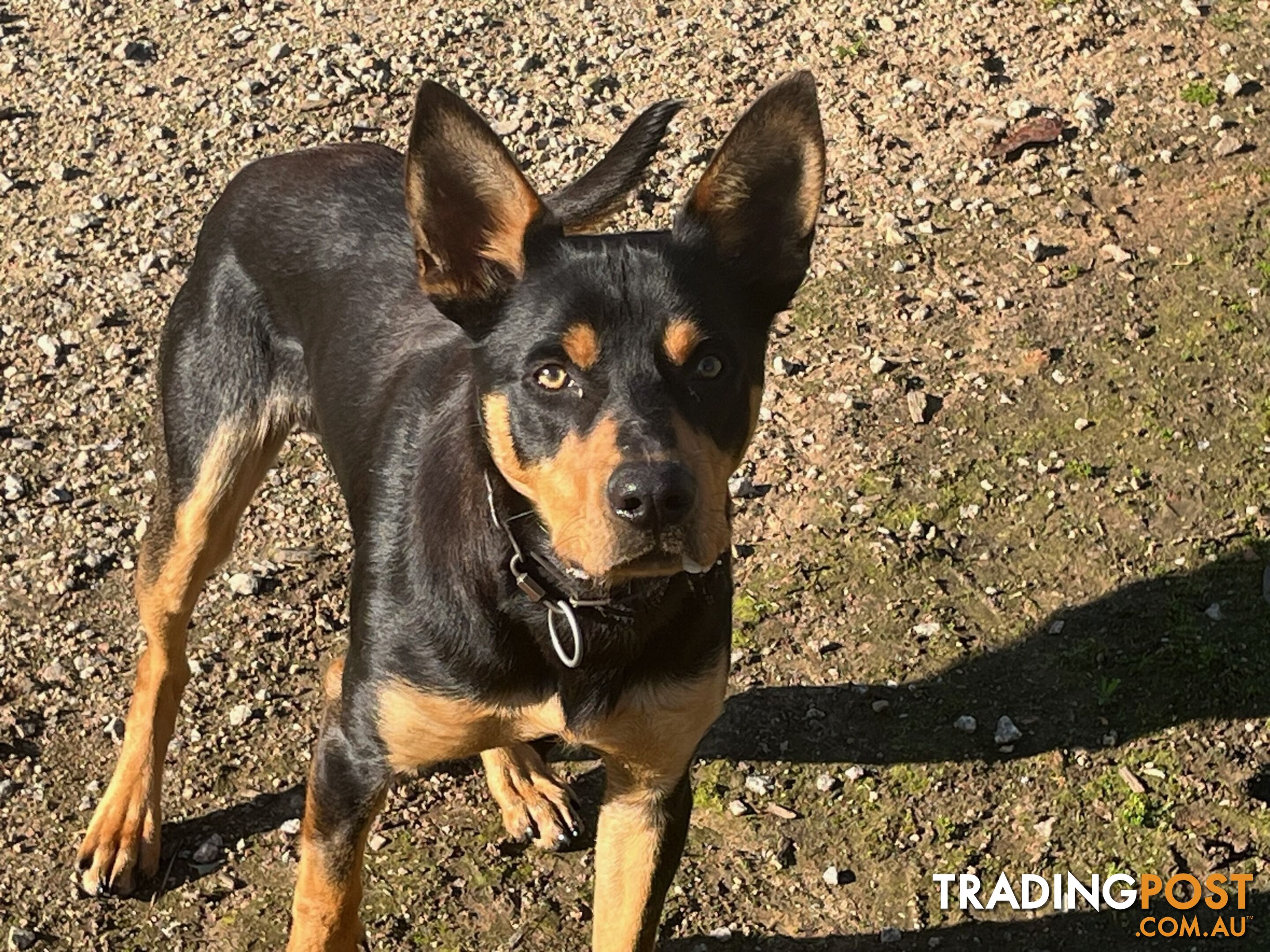 Pure Breed Kelpie pups for sale