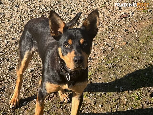 Pure Breed Kelpie pups for sale