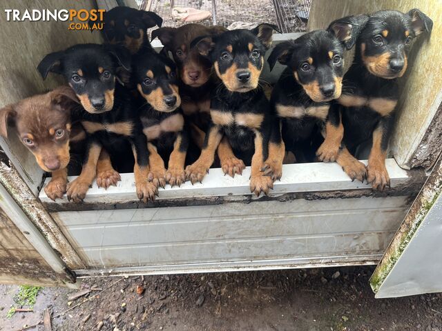 Pure Breed Kelpie pups for sale