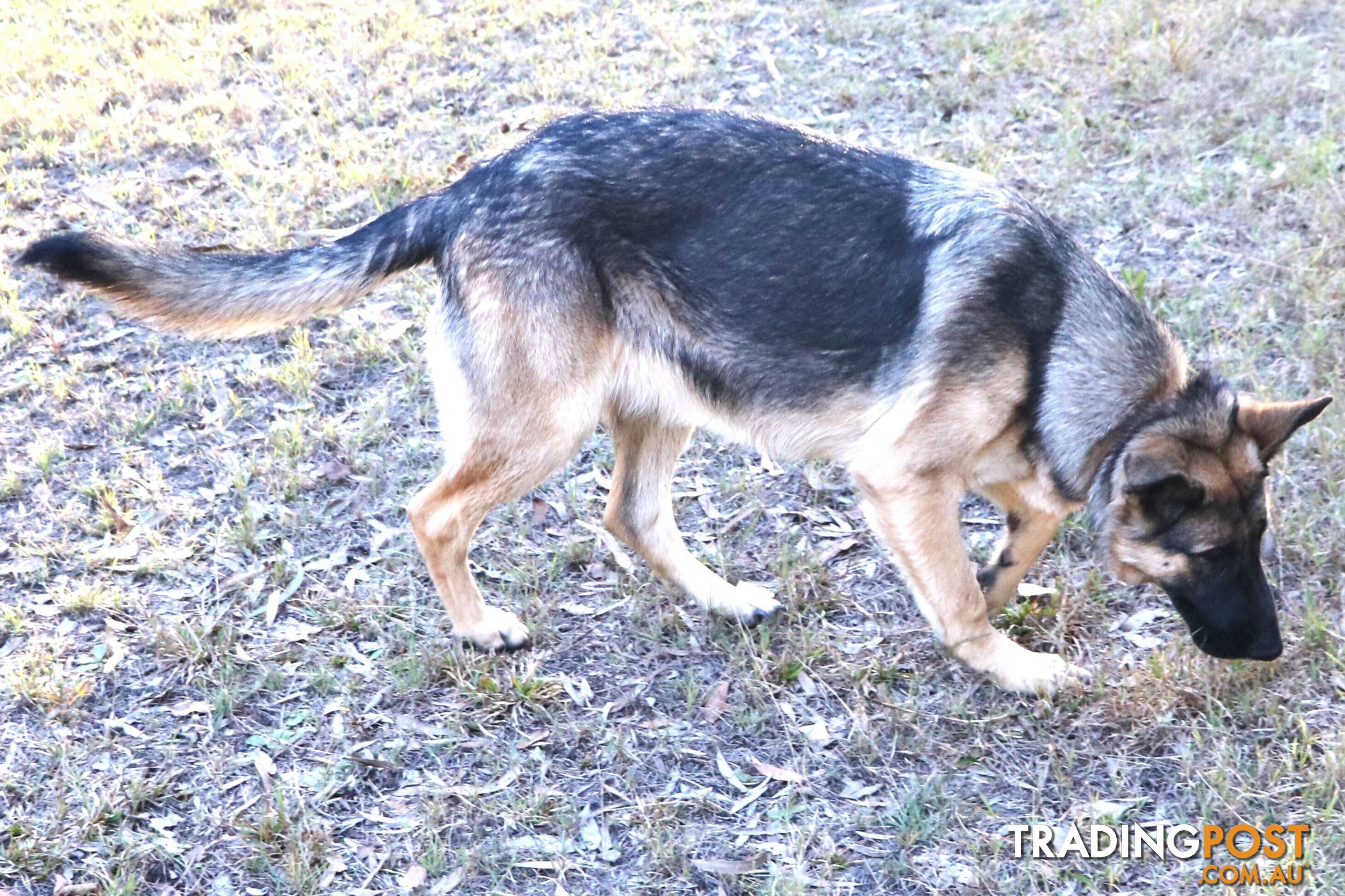 Pure breed German Shepherd puppies