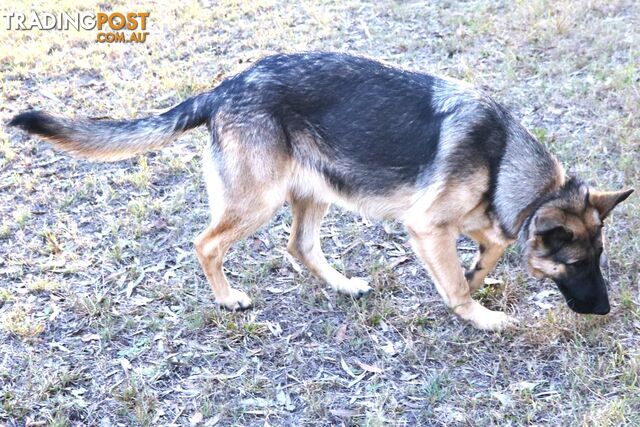 Pure breed German Shepherd puppies