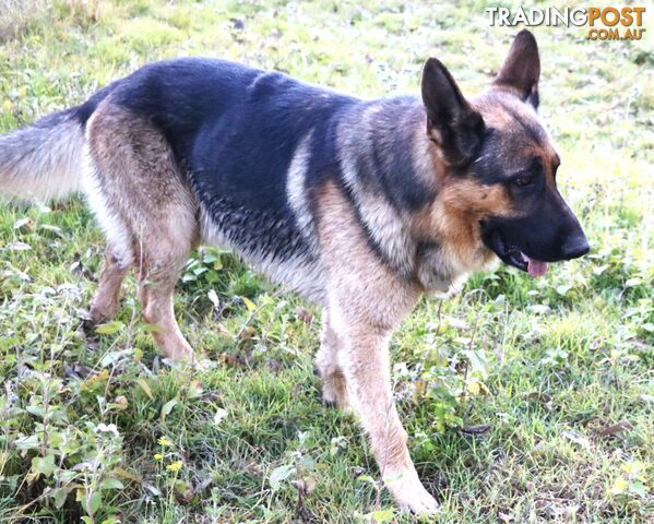 Pure breed German Shepherd puppies