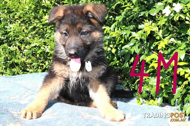 Pure breed German Shepherd puppies