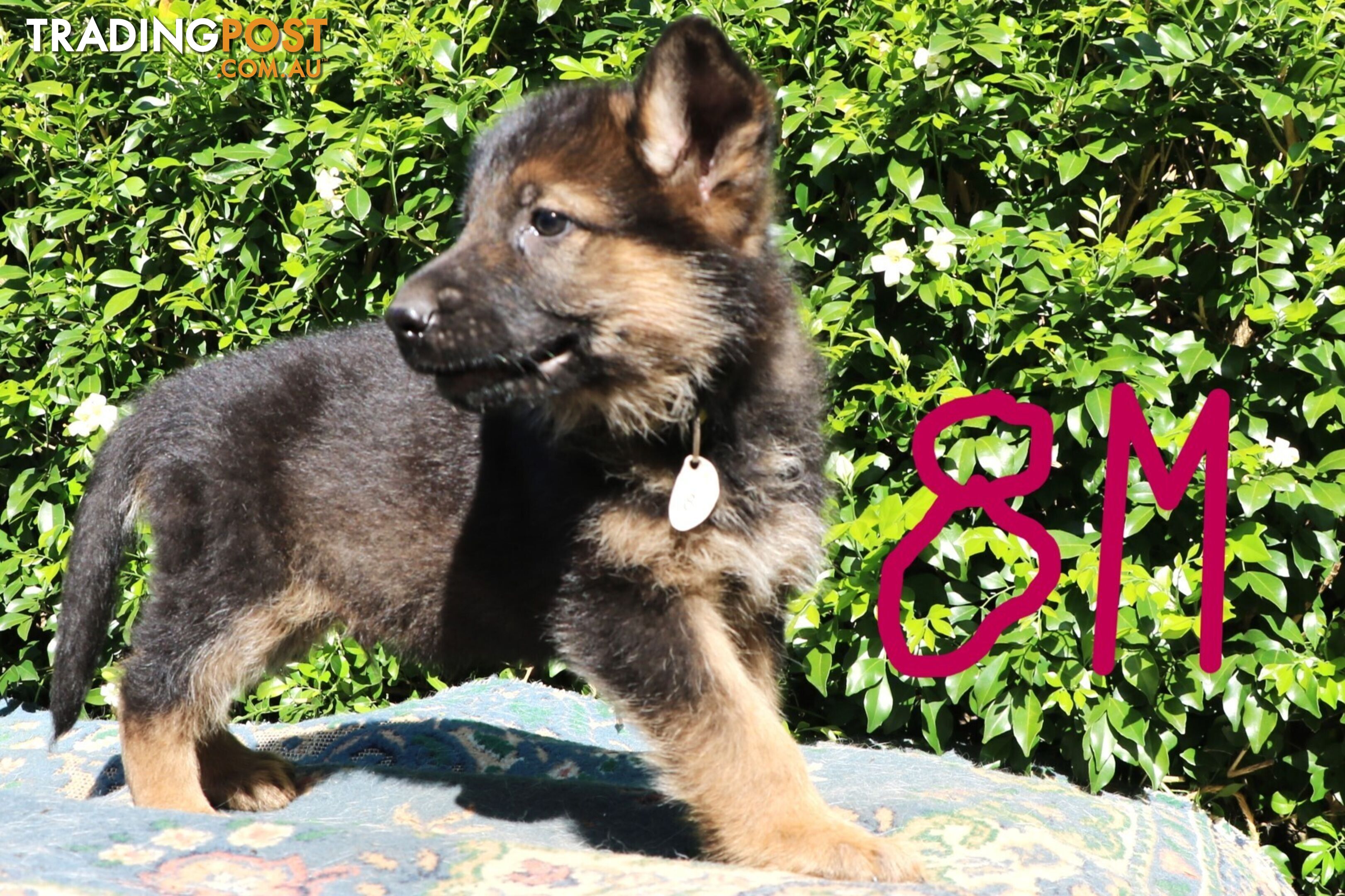 Pure breed German Shepherd puppies