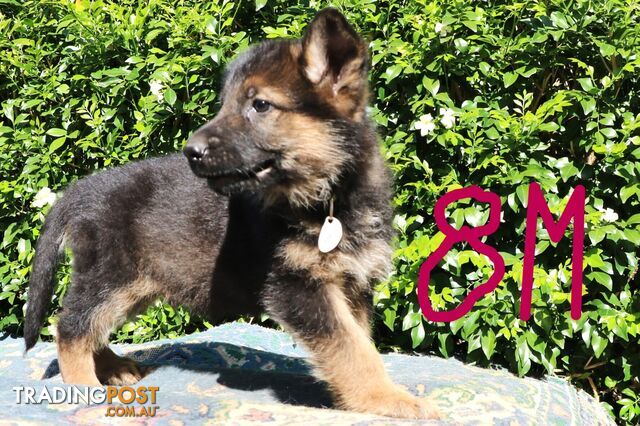 Pure breed German Shepherd puppies