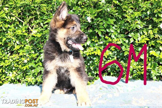 Pure breed German Shepherd puppies