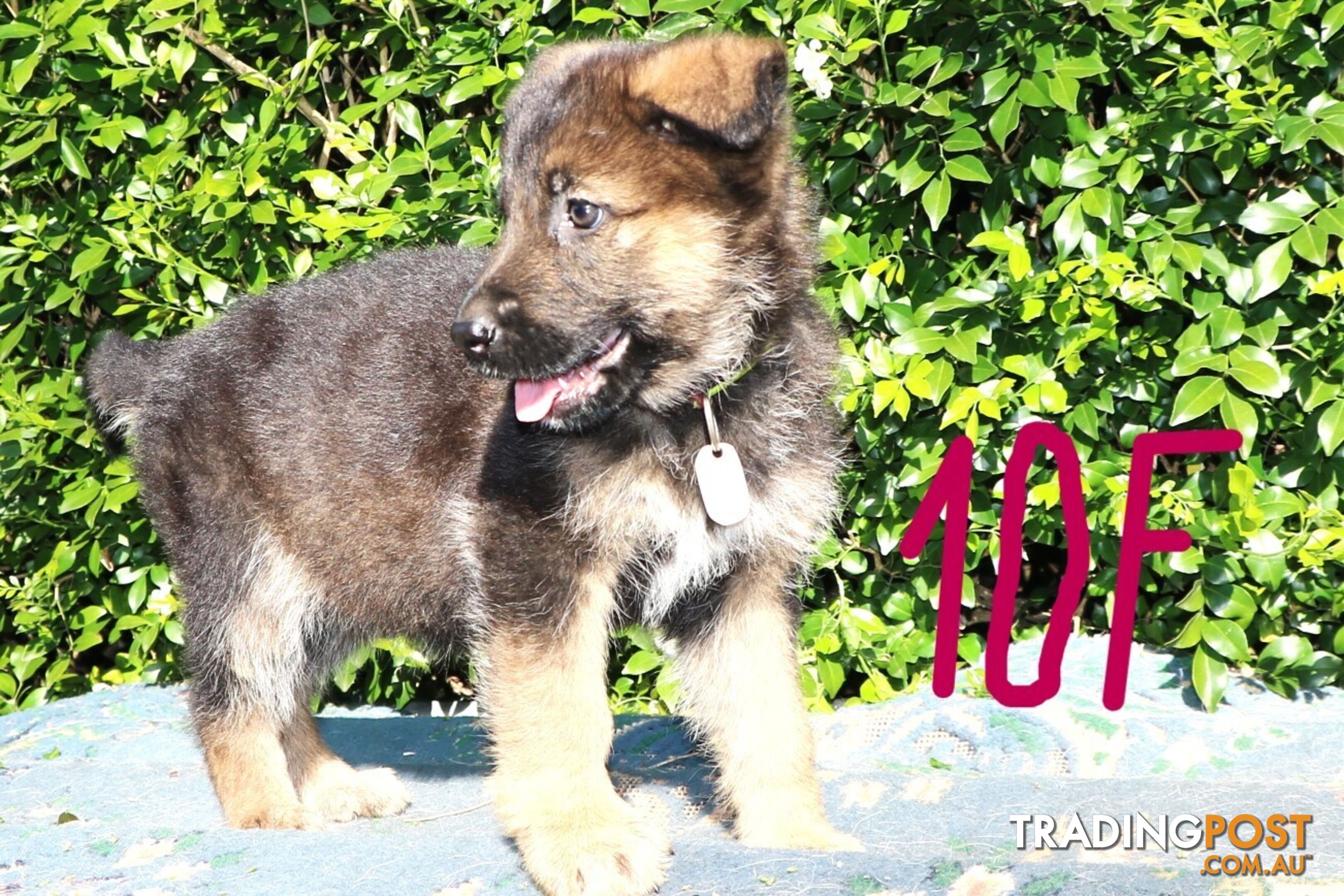 Pure breed German Shepherd puppies