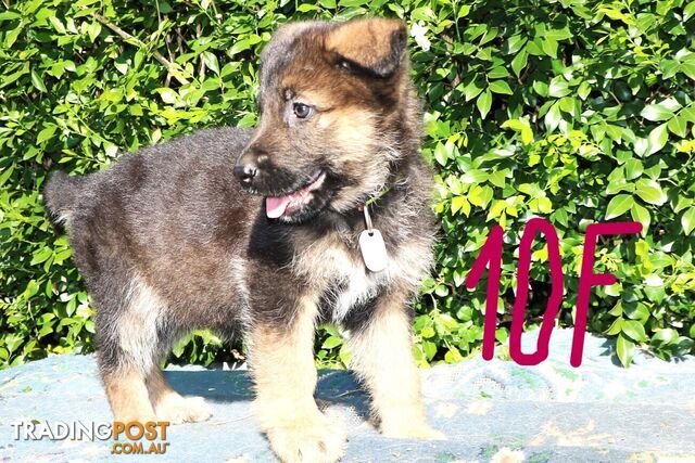 Pure breed German Shepherd puppies