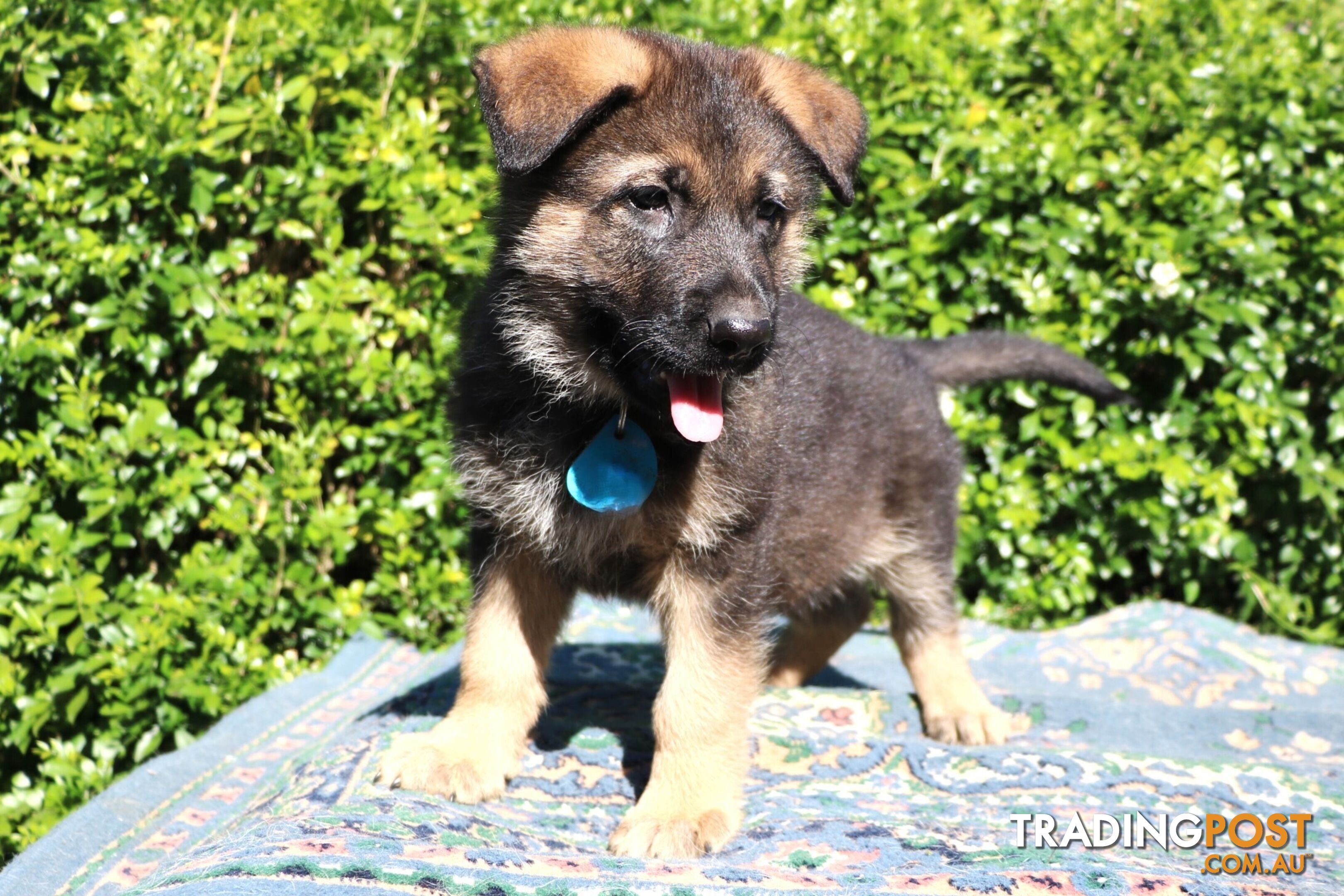 Pure breed German Shepherd puppies