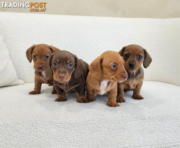Purebred Miniature Dachshund Puppies