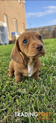 Purebred Miniature Dachshund Puppies
