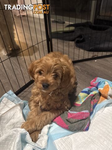 1st Generation Cavoodle puppies. 2 Females and 1 male