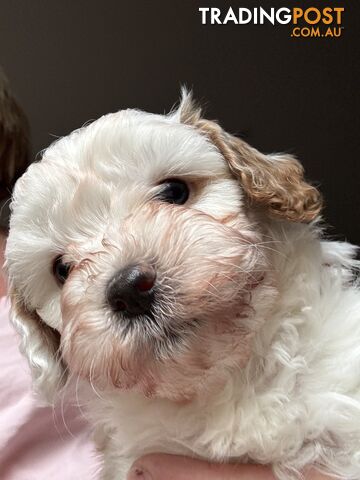 1st Generation Cavoodle puppies. 2 Females and 1 male