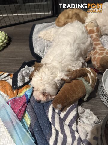 1st Generation Cavoodle puppies. 2 Females and 1 male